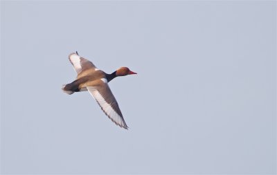 Krooneend/Red-crested Pochard