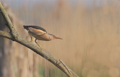 Woudaap/Little Bittern