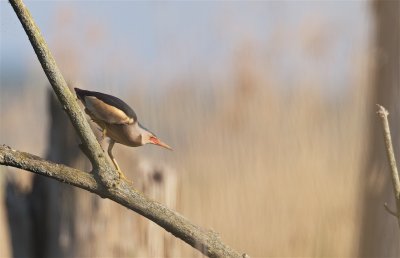 Woudaap/Little Bittern