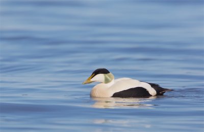 Eider/Common Eider