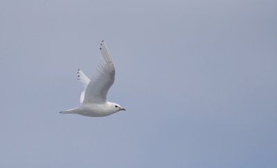 Ivoormeeuw/Ivory Gull