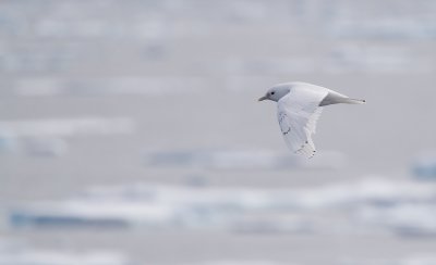 Ivoormeeuw/Ivory Gull