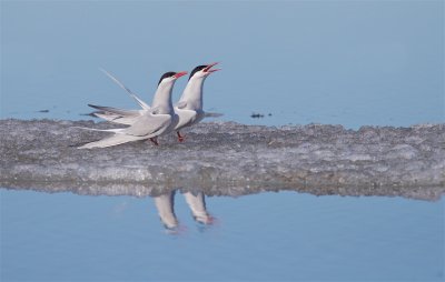 Noordse Stern/Arctic Tern