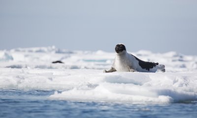 Zadelrob/Harp Seal