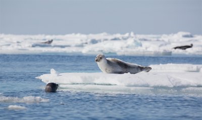 Zadelrob/Harp Seal