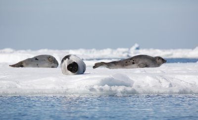 Zadelrob/Harp Seal