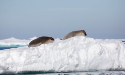 Klapmuts/Hooded Seal