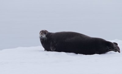 Baardrob/Bearded Seal