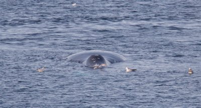 Groenlandse Walvis/Bowhead Whale
