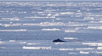 Groenlandse Walvis/Bowhead Whale