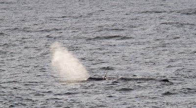 Potvis/Sperm Whale