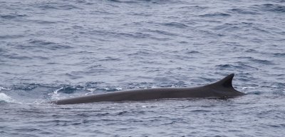 Vinvis/Fin Whale