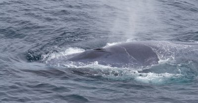 Blauwe Vinvis/Blue Whale