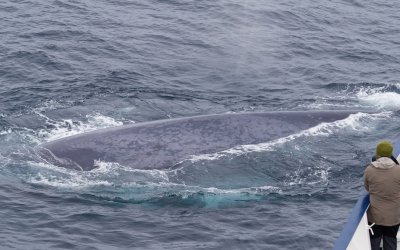 Blauwe Vinvis/Blue Whale