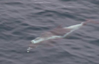 Witsnuitdolfijn/White-beaked Dolphin