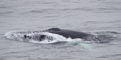 Bultrug/Humpback Whale