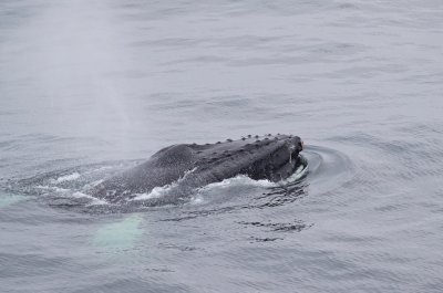 Bultrug/Humpback Whale
