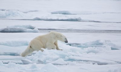 IJsbeer/Polar Bear