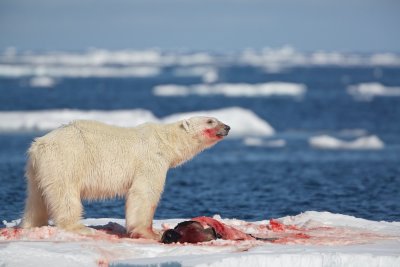 IJsbeer/Polar Bear
