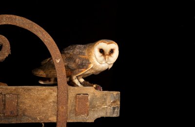 Kerkuil/Barn Owl