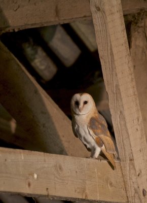 Kerkuil/Barn Owl