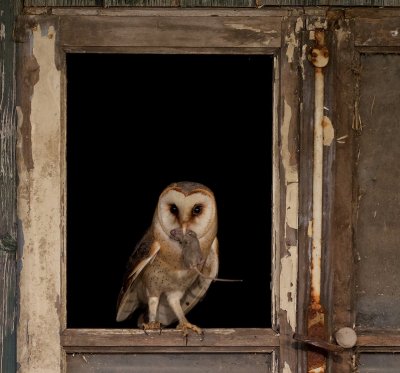 Kerkuil/Barn Owl