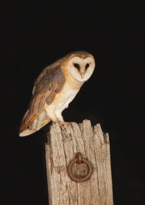 Kerkuil/Barn Owl