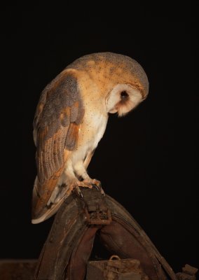 Kerkuil/Barn Owl