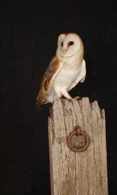 Kerkuil/Barn Owl