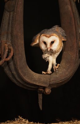Kerkuil/Barn Owl