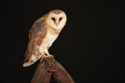Kerkuil/Barn Owl