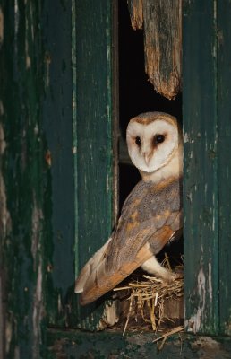 Kerkuil/Barn Owl