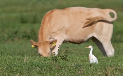 Koereiger/Cattle Egret