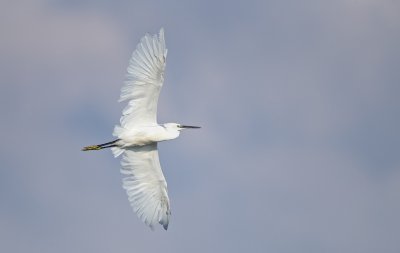 Kleine Zilverreiger/Little Egret