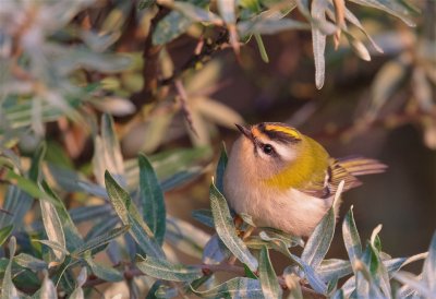 Vuurgoudhaan/Firecrest