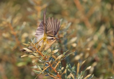 Vuurgoudhaan/Firecrest