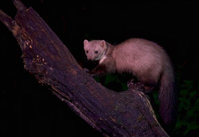 Steenmarter/Stone-marten