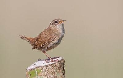 Winterkoning/Wren