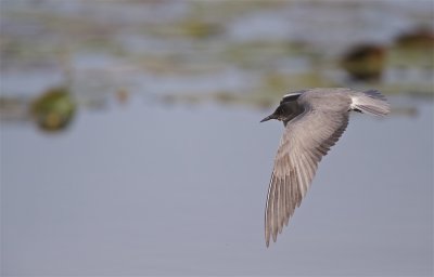 Zwarte Stern/Black Tern