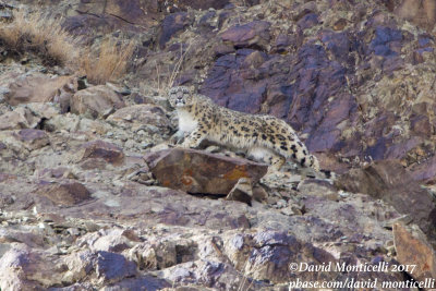 Snow Leopards and Birds of Ladakh
