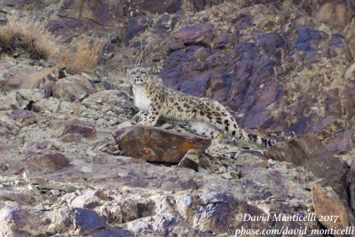 Snow Leopard (Panthera uncia)_Hemis NP (Ladakh)