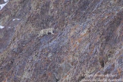Snow Leopard (Panthera uncia)_Hemis NP (Ladakh)