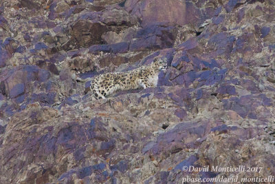 Snow Leopard (Panthera uncia)_Hemis NP (Ladakh)