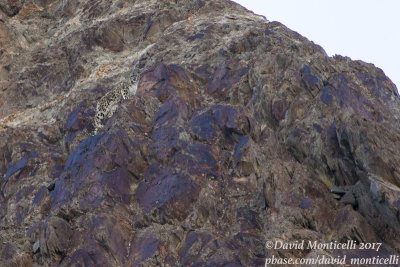 Snow Leopard (Panthera uncia)_Hemis NP (Ladakh)