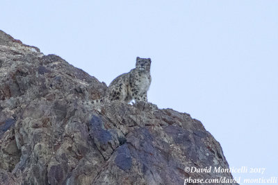 Snow Leopard (Panthera uncia)_Hemis NP (Ladakh)