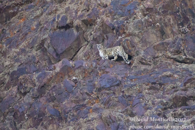 Snow Leopard (Panthera uncia)_Hemis NP (Ladakh)