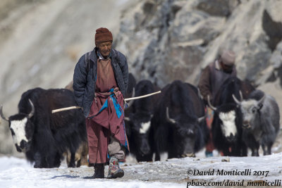 Local shepherd with domestic yaks_Hemis NP (Ladakh)