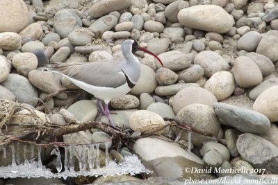 Ibisbill (Ibidorhyncha struthersii)_Indus River near Leh (Ladakh)