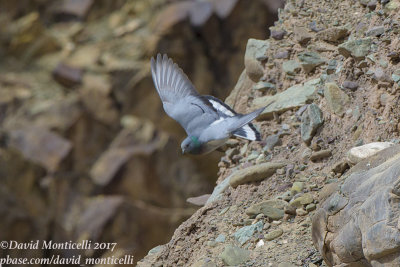 Hill Pigeon (Columba rupestris)_Hemis NP (Ladakh)