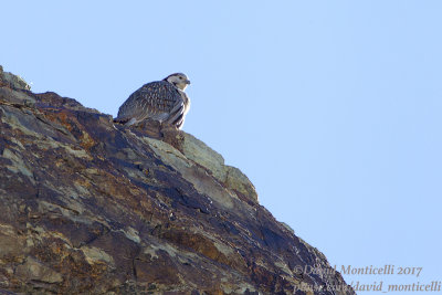 Himalayan Snowcock (Tetraogallus tibetanus)_Hemis NP (Ladakh)